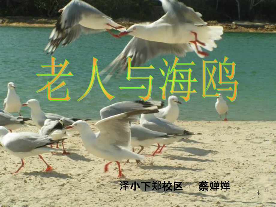 老人与海鸥-(公开课).ppt_第1页