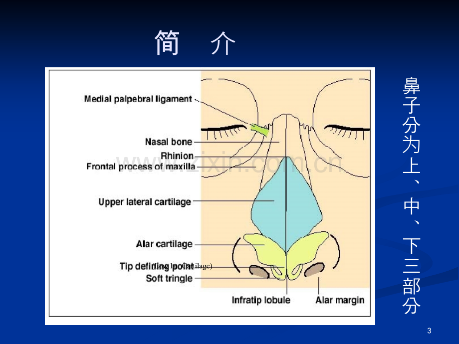 外鼻解剖.ppt_第3页