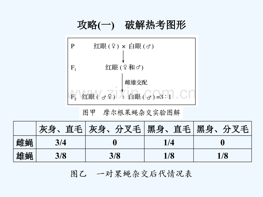 2017-2018学年高中生物-第三章-遗传和染色体章末培优攻略-苏教版必修2.ppt_第2页