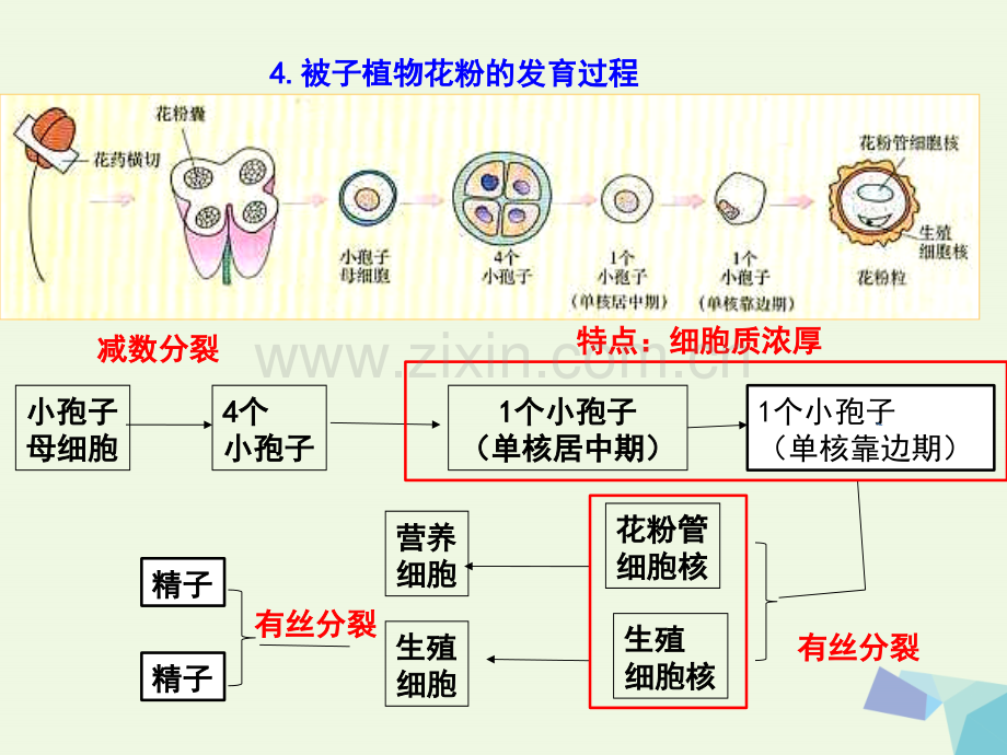 高中生物-专题3-植物的组织培养技术-课题2-月季的花药培养-新人教版选修1.ppt_第3页