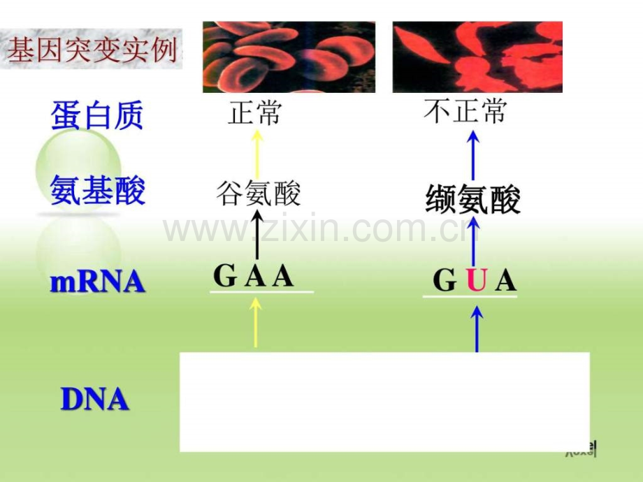 基因突变生物学自然科学专业资料.ppt_第3页