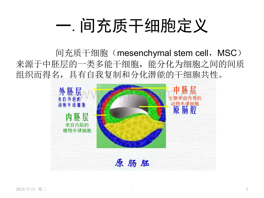 间充质干细胞特性.ppt_第3页