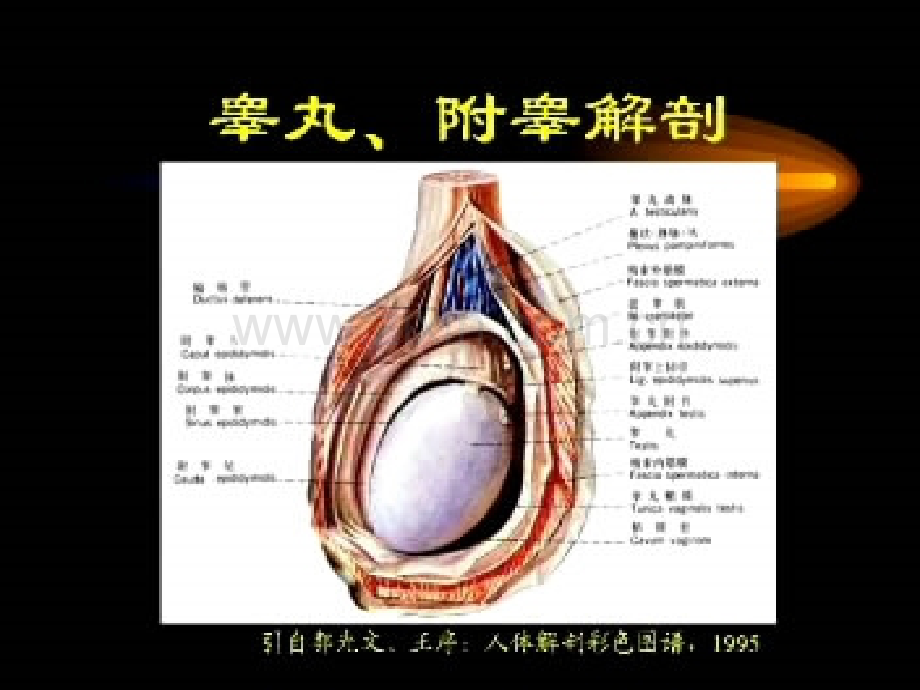 【专题讲座】睾丸超声诊断--2010彩色多谱勒(CDFI)上岗考试系列讲义.ppt_第3页