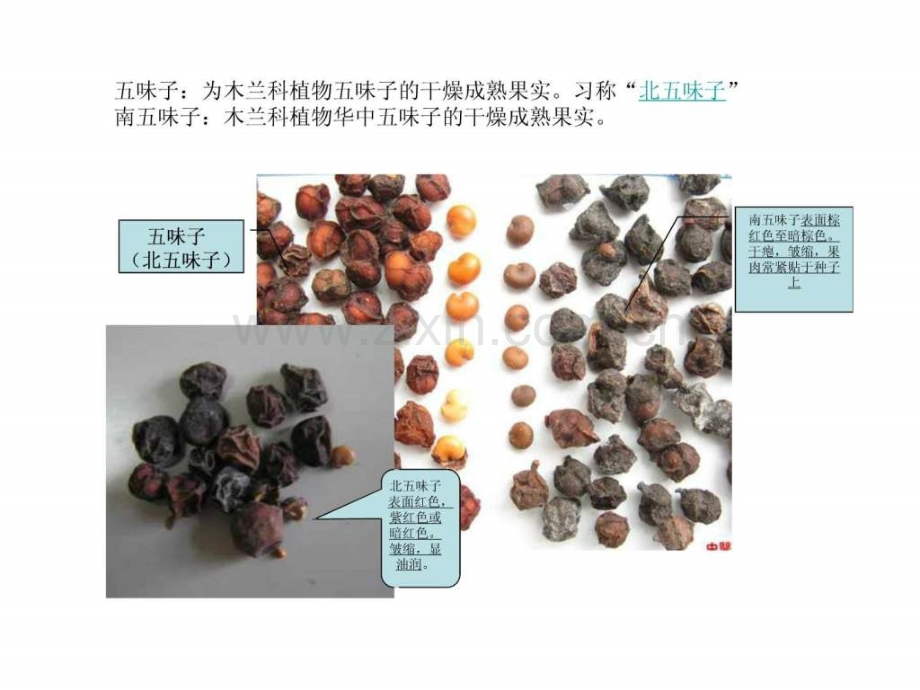 中药真伪鉴别中医中药医药卫生专业资料.ppt_第3页