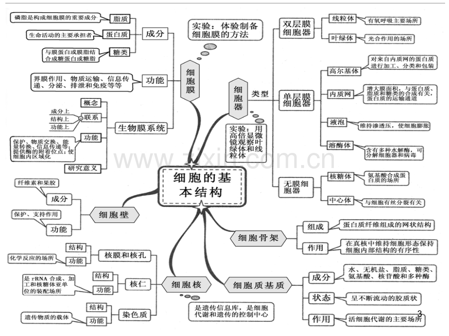 高中生物思维导图.ppt_第3页