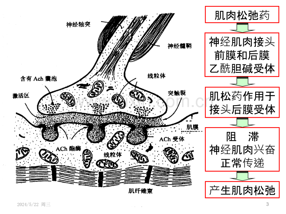 ICU中肌松的合理应用.pptx_第3页