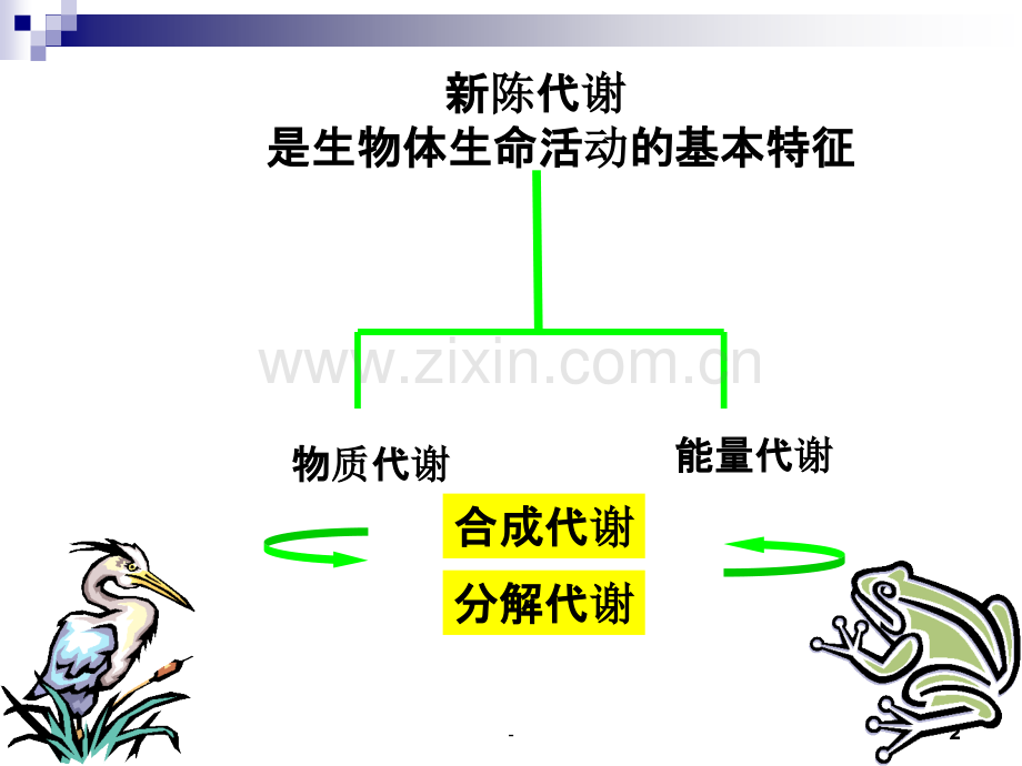 第一章物质代谢与运动概述.ppt_第2页