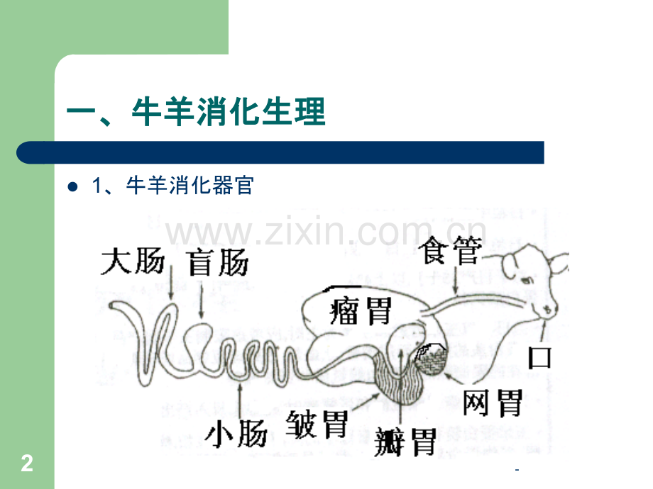 牛羊生产及牛羊疾病防治技术-牛羊消化特点及饲料调制.ppt_第2页