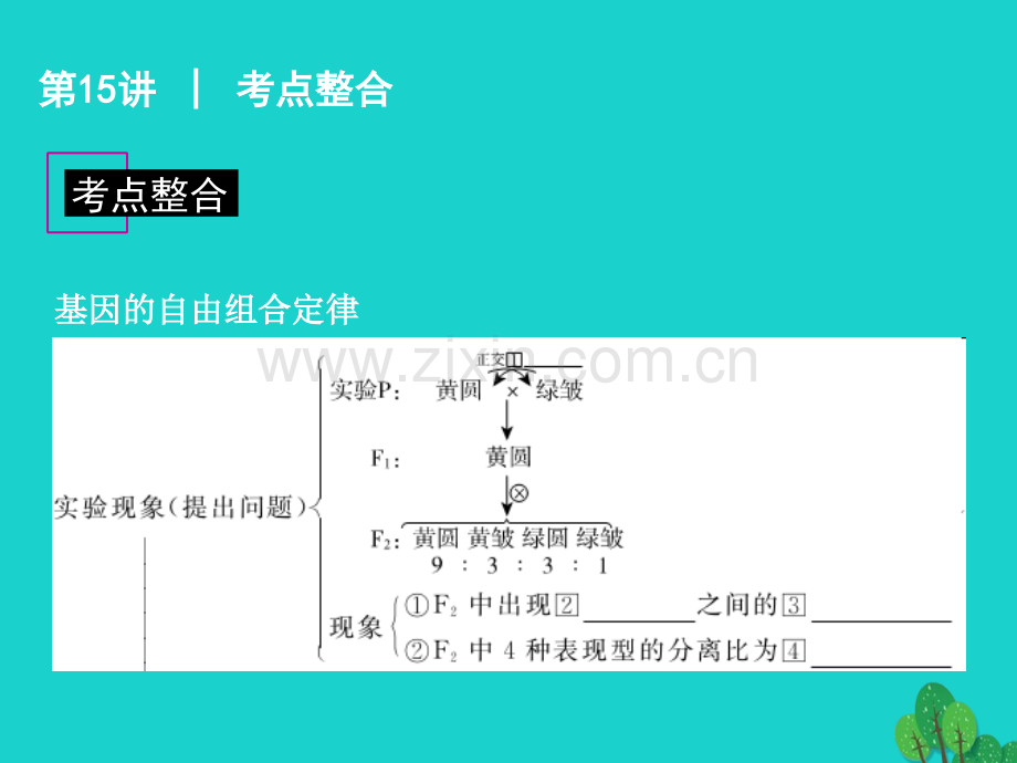 广东省高考生物一轮复习-第15讲-孟德尔的豌豆杂交试验二.ppt_第2页