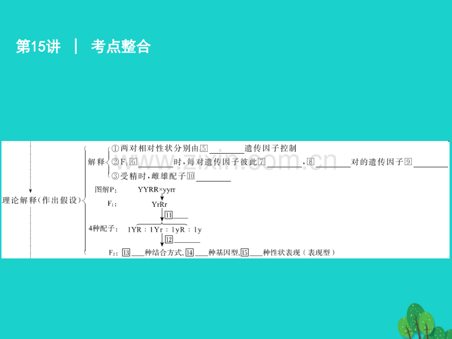 广东省高考生物一轮复习-第15讲-孟德尔的豌豆杂交试验二.ppt_第3页