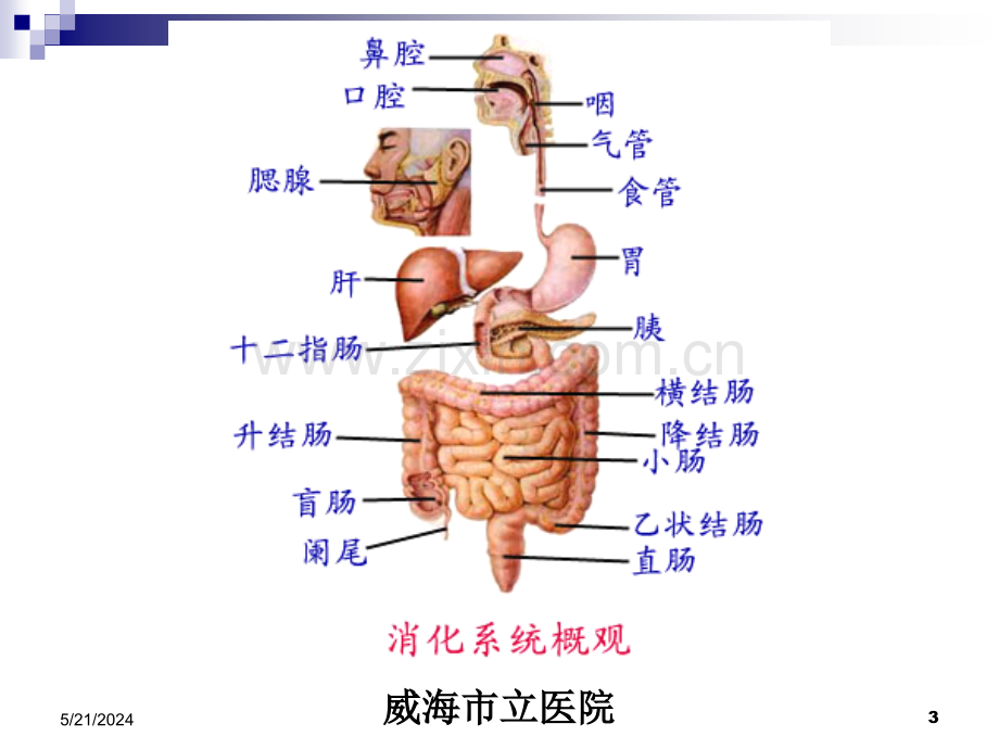 作用于消化系统药物-zhanglina-.ppt_第3页