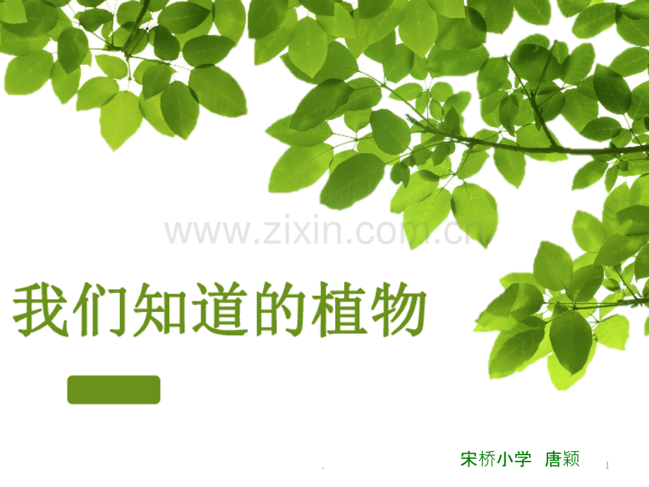 我们认识的植物-一年级科学.pptx_第1页