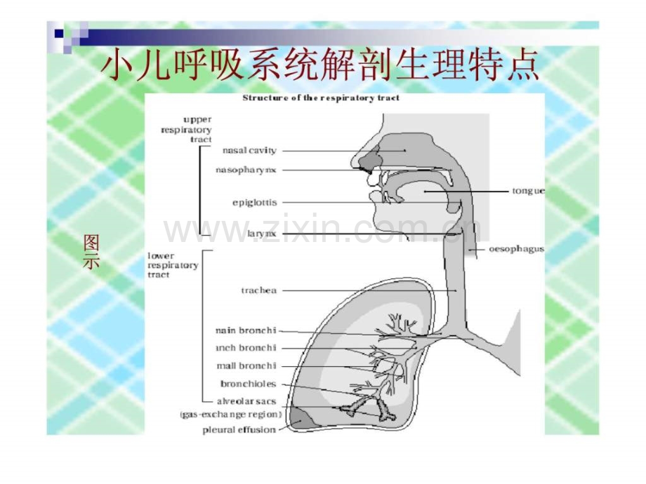 小儿呼吸道解剖及急性上呼吸道感染(AURI)《儿科学》.ppt_第2页