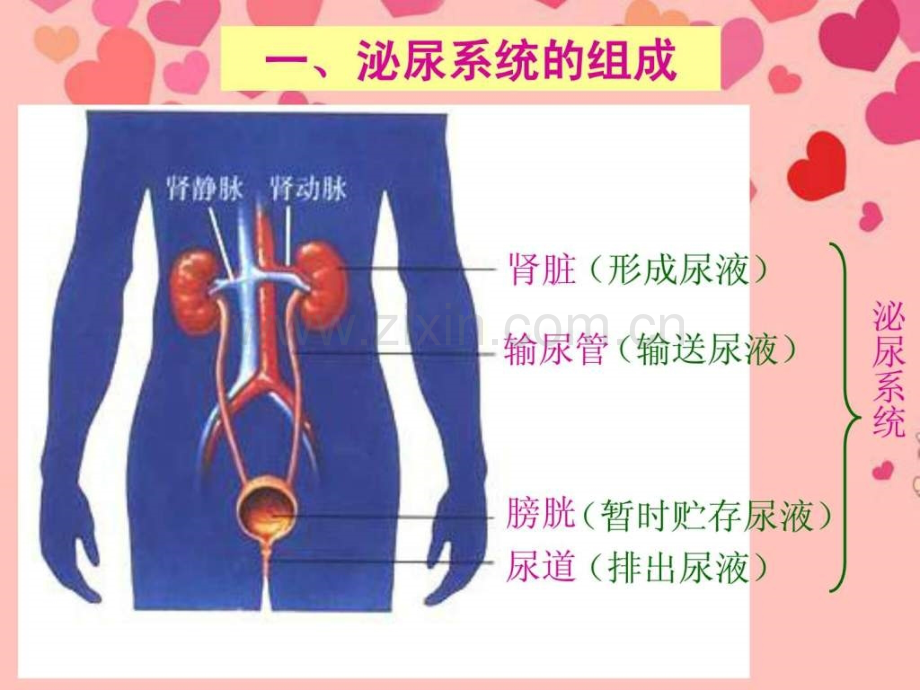 七级生物下册-第五章-第一节-尿形成和排出-新.ppt_第3页