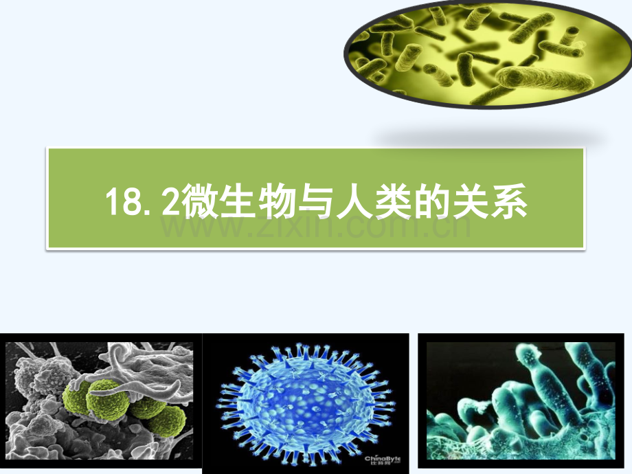 八年级生物上册-18.2《微生物与人类的关系》4-(新版)北师大版.ppt_第1页