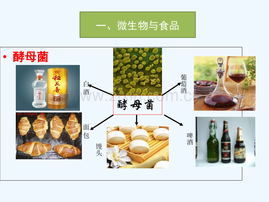 八年级生物上册-18.2《微生物与人类的关系》4-(新版)北师大版.ppt_第3页