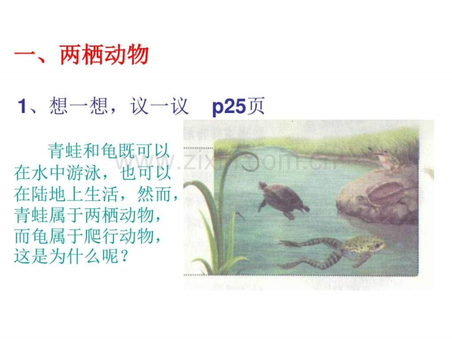 两栖动物和爬行动物.ppt_第2页