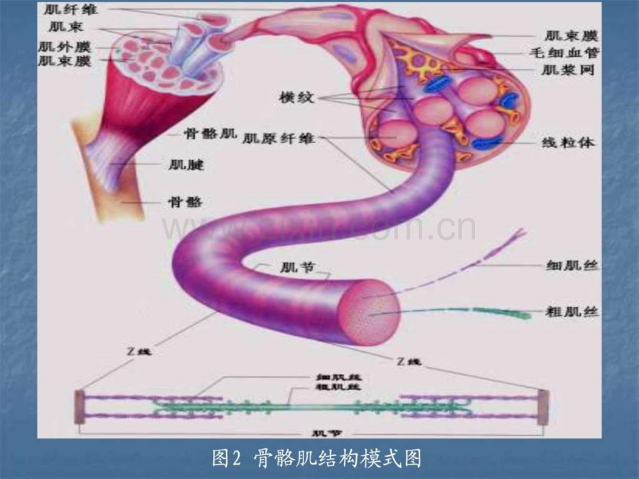 实验三骨骼肌心肌平滑肌构造观察.ppt_第2页