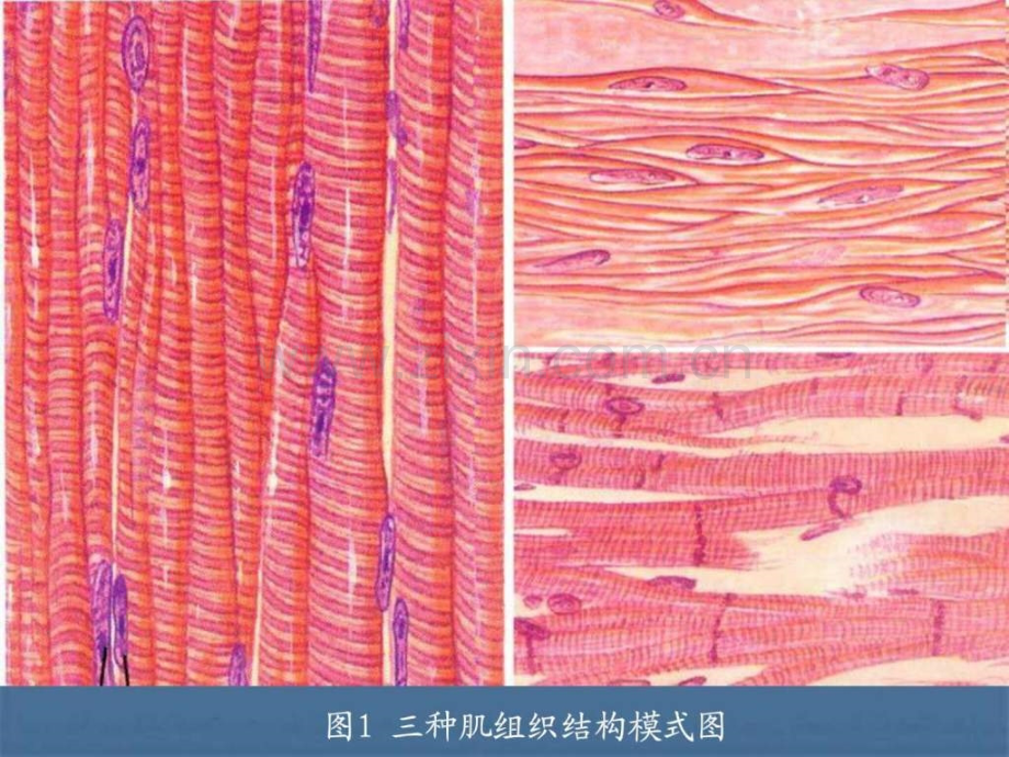 实验三骨骼肌心肌平滑肌构造观察.ppt_第3页