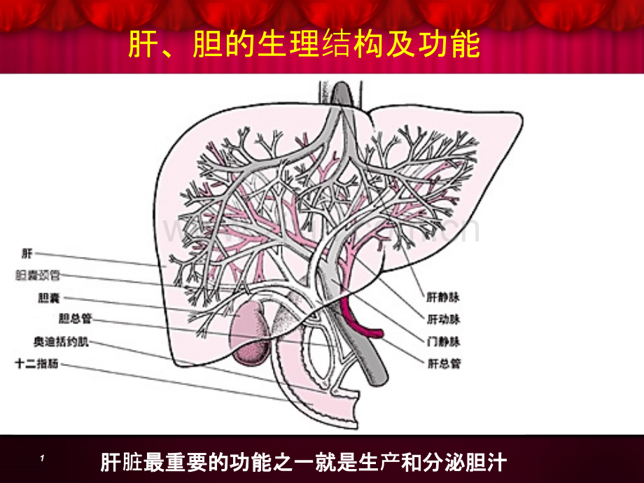 肝、胆的生理结构及功能.ppt_第1页