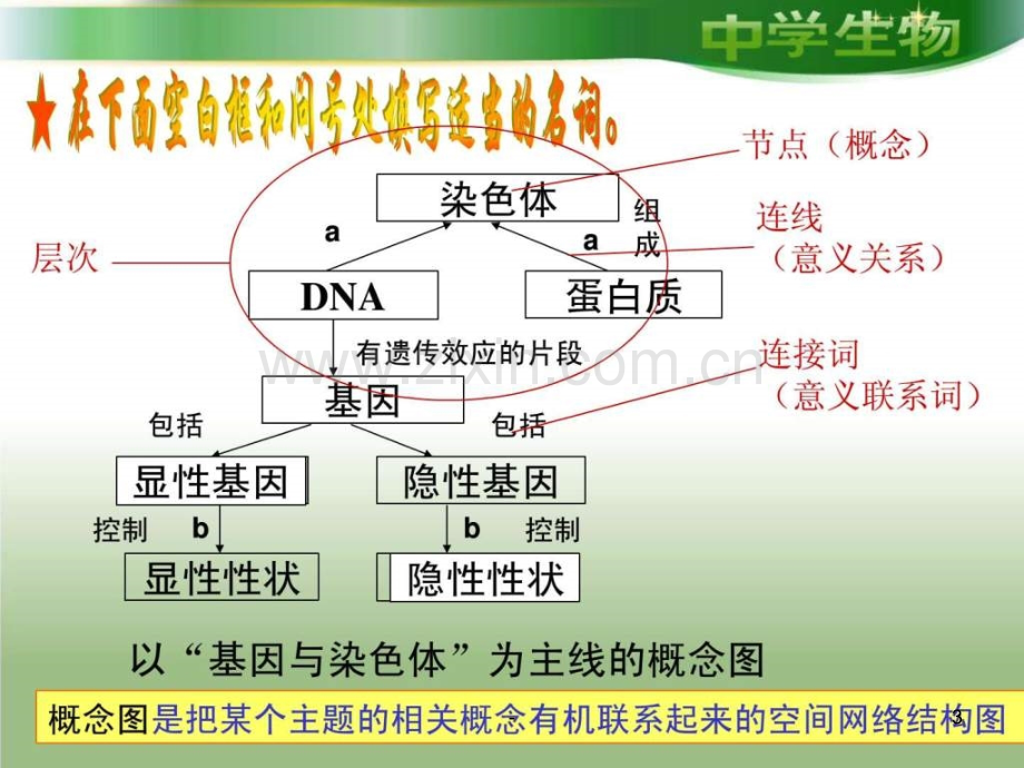 基因概念图.ppt_第3页