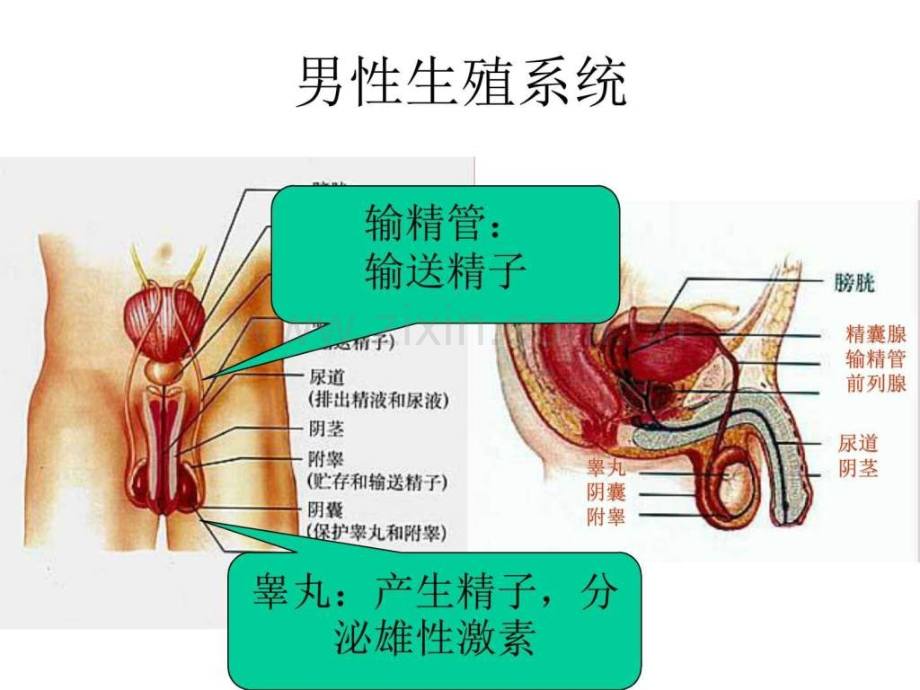 【初一生物人生殖.ppt_第3页