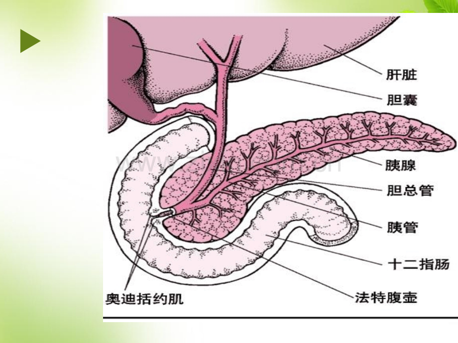 胰腺疾病病人的护理--医学课件.ppt_第2页