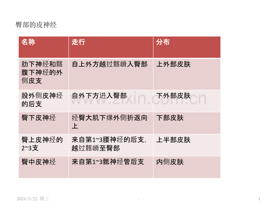 下肢体表标志及重要结构.ppt_第1页