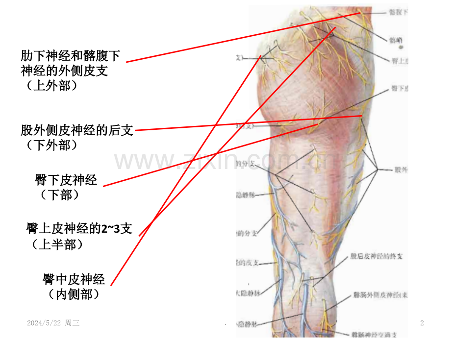 下肢体表标志及重要结构.ppt_第2页