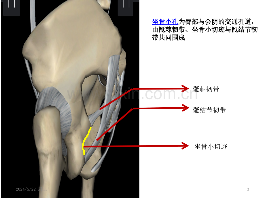 下肢体表标志及重要结构.ppt_第3页