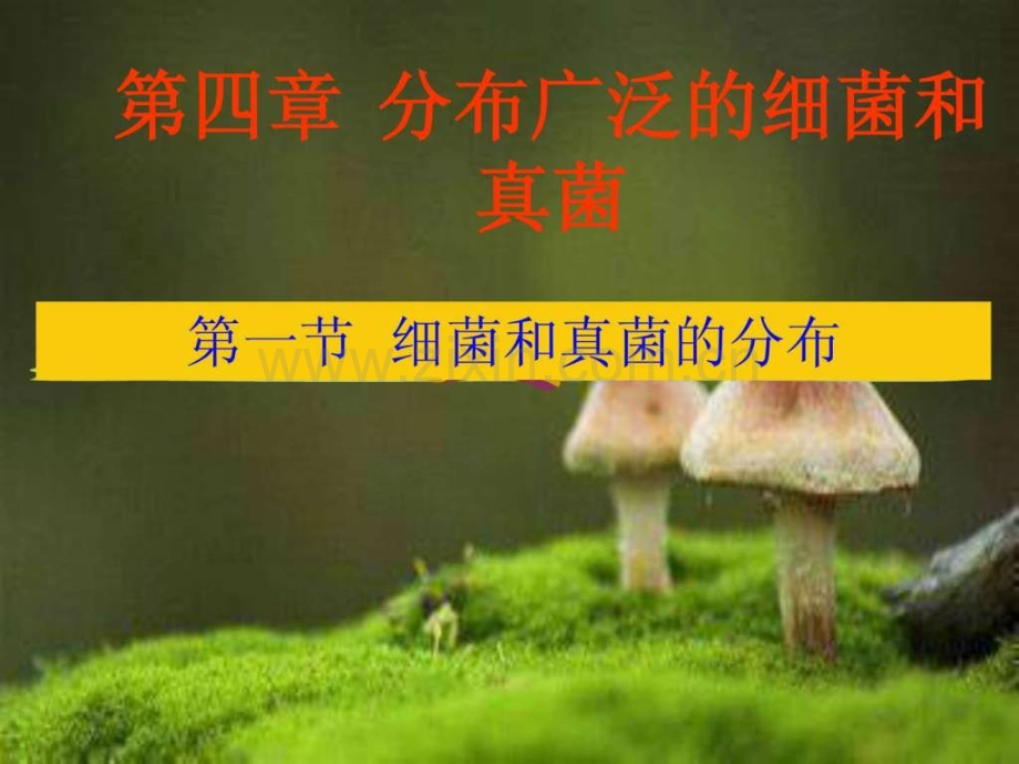 初中生物-新人教版-细菌和真菌分布.ppt_第1页