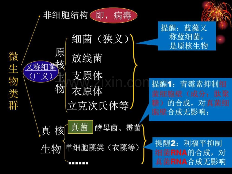 上海高考生物复习会考显微镜下微生物.ppt_第2页