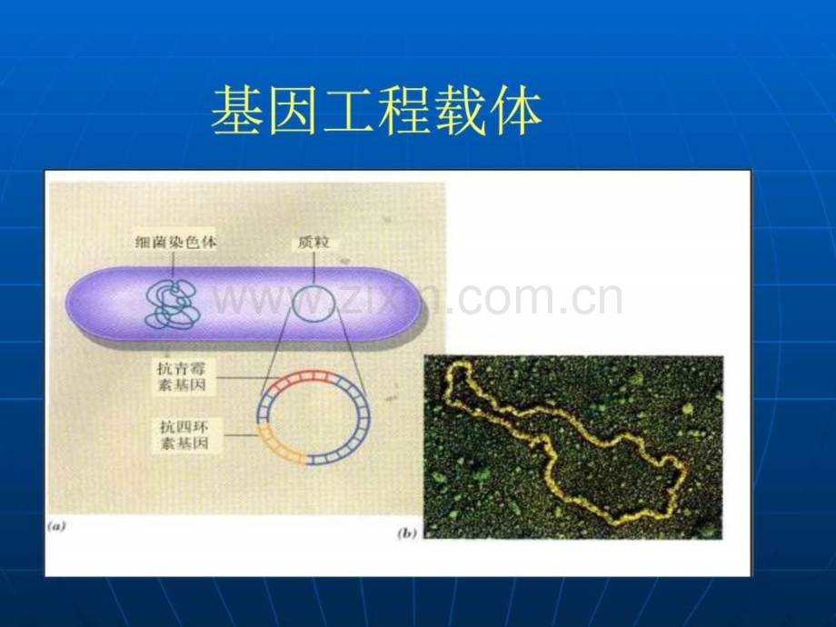 基因工程载体生物学自然科学专业资料.ppt_第1页