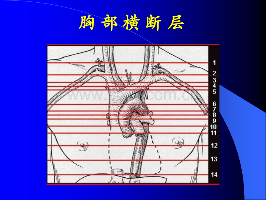 【基础医学】胸横断.ppt_第1页