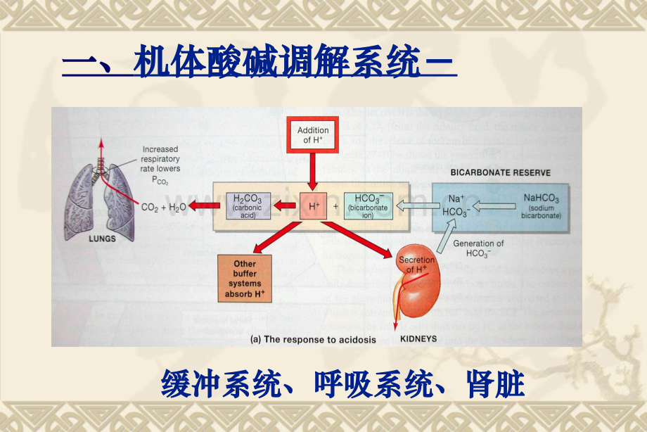 血气分析PPT.ppt_第3页