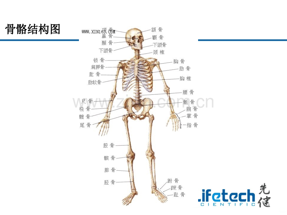 人体解剖及循环系统.ppt_第3页