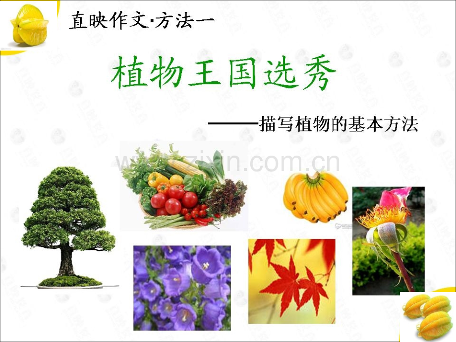 描写植物的基本方法.ppt_第1页