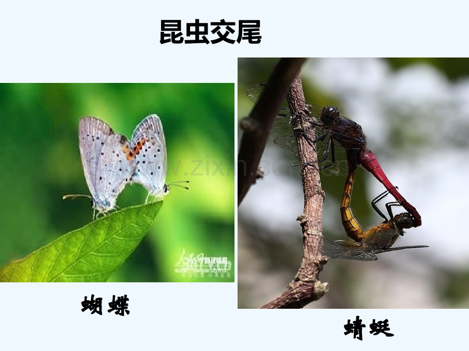 八年级生物上册-19.3《植物的生殖方式》1-(新版)北师大版.ppt_第2页