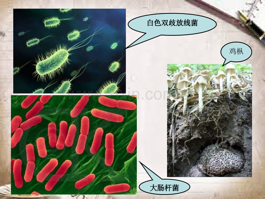 微生物的分类与命名.ppt_第3页