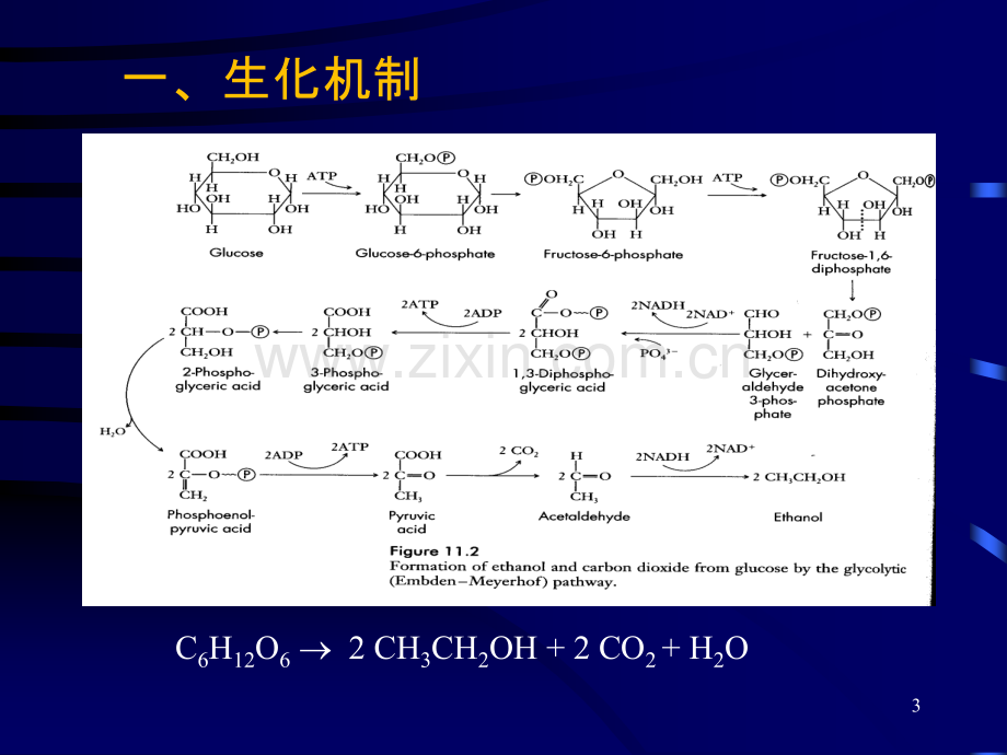 酒精发酵工艺过程-.ppt_第3页