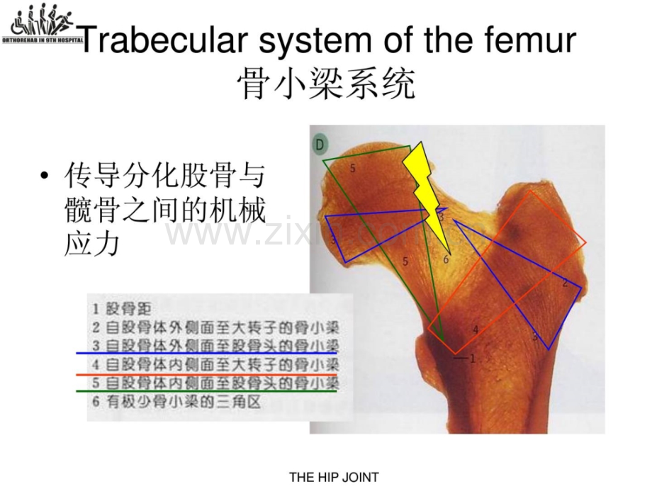 股骨颈骨折围手术期康复.ppt_第2页