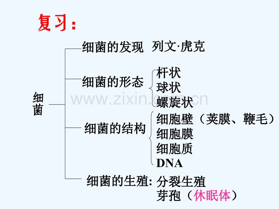 八年级生物上册-5.4.3《真菌》4-(新版)新人教版.ppt_第1页