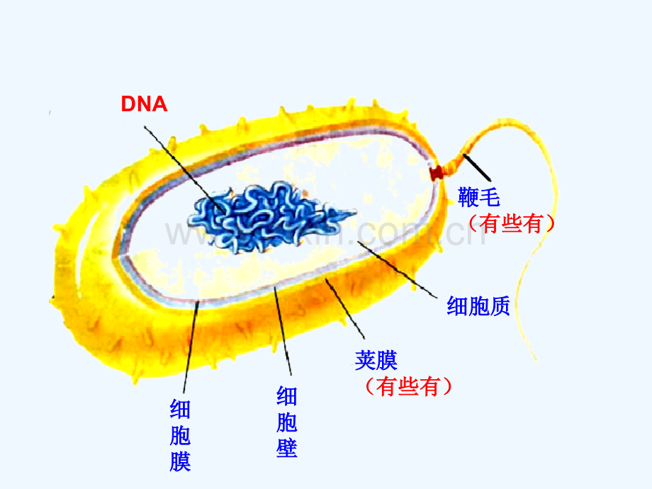 八年级生物上册-5.4.3《真菌》4-(新版)新人教版.ppt_第2页