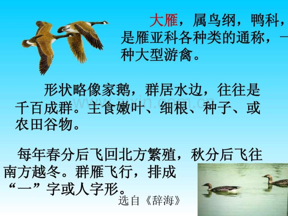 《大雁归来》.ppt_第3页