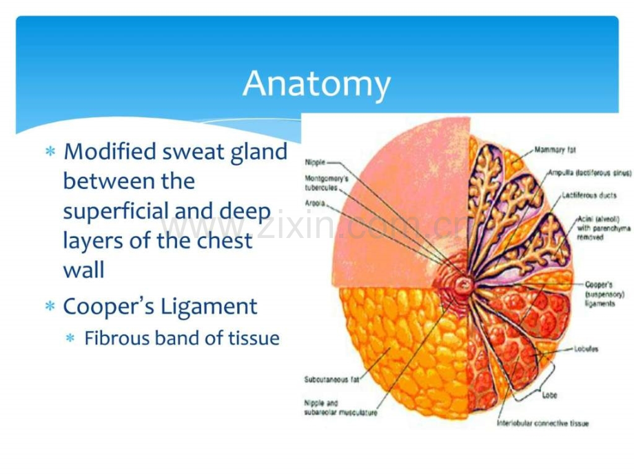 乳腺疾病英文版.ppt_第2页