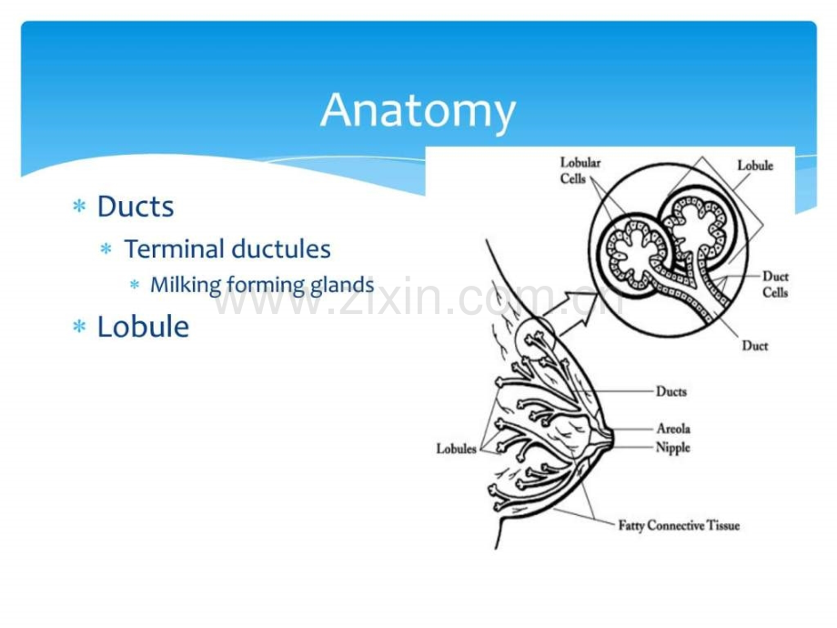 乳腺疾病英文版.ppt_第3页