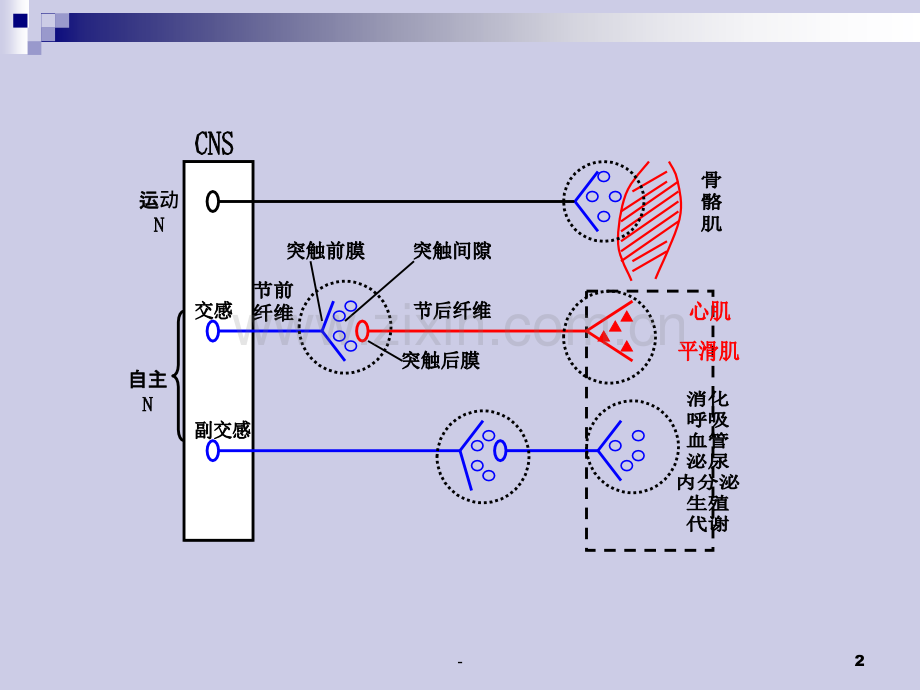 胆碱能系统激动药.ppt_第2页