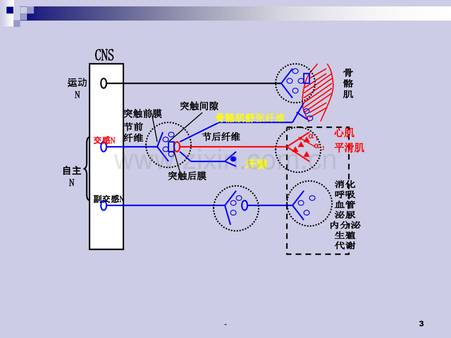 胆碱能系统激动药.ppt_第3页