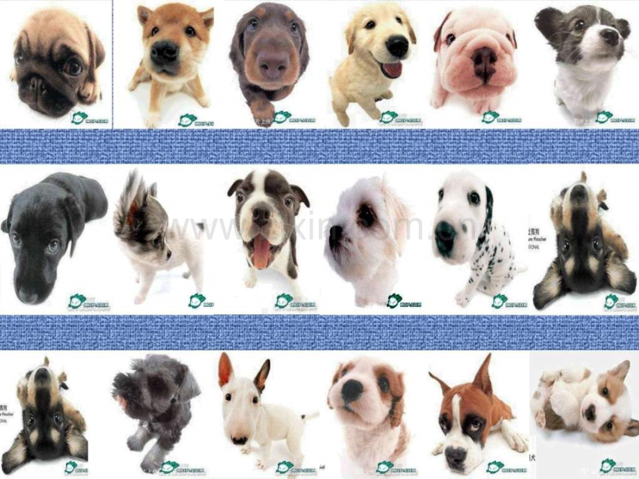 世界名犬(幼犬)畜牧兽医农林牧渔专业资料.ppt_第2页