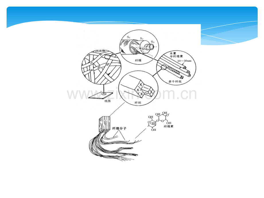 纸张结构及性能.ppt_第3页